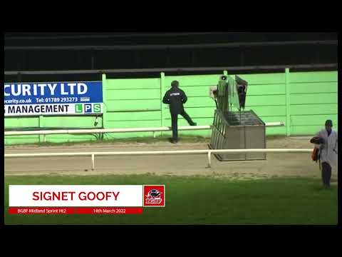Signet Goofy - BGBF Midland Sprint Ht2