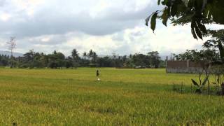 preview picture of video 'Bantul, Yogyakarta (Green Village)'