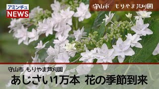 【アミンチュニュース】守山市　もりやま芦刈園　あじさい1万本　花の季節到来