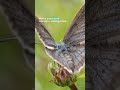 Moths: natures secret pollinators | One Earth