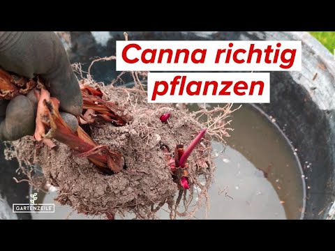 Canna (indisches Blumenrohr) richtig pflanzen. Wann und wie solltest du deine Cannas pflanzen?