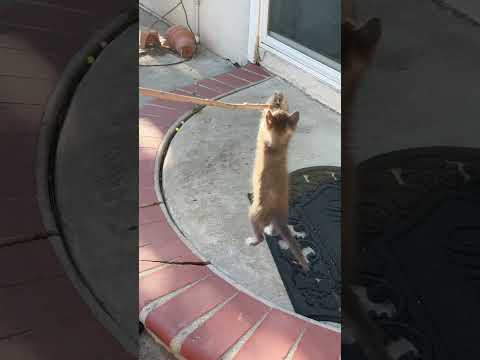 Cool skills #cat #kitten #choco and kiwi#