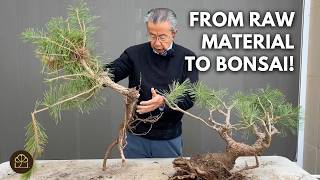 From Raw Material to Bonsai: Japanese Black Pine Bonsai Transformation