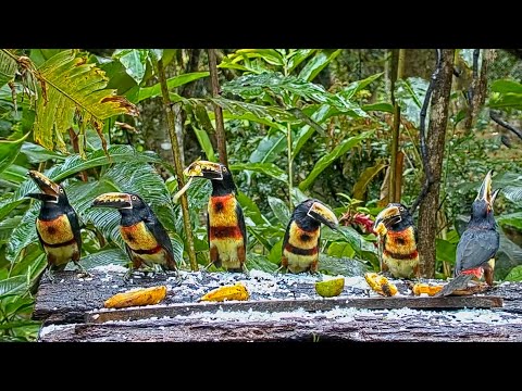 Stunning Aracaris Form Lineup For Bananas On The Panama Fruit Feeder – Jan. 9, 2021