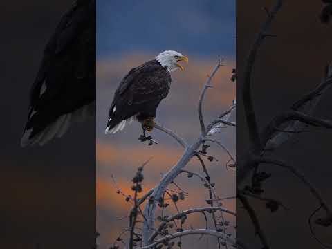 #foryou #viralvideo #love #lifestyle #amazing #beautiful #🦅🦅