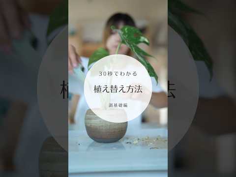 この春、多肉植物の植え替えはいつ頃できるでしょうか？植え替えを成功させるための重要なステップ  庭園