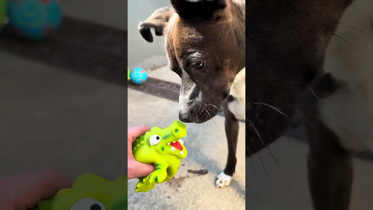 Pez's Video 2