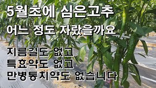 5월초에 심은 고추 어느 정도 자랐을까요/지름길도 없고 특효약도 없고 만병통치약도 없습니다.