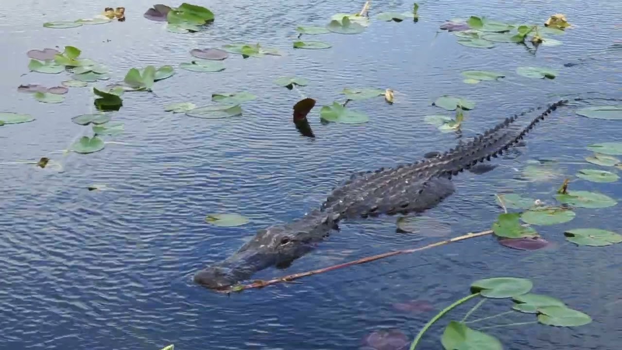 Everglades Florida B-roll Public Domain Footage, Use How You Like Royalty-free of alligators