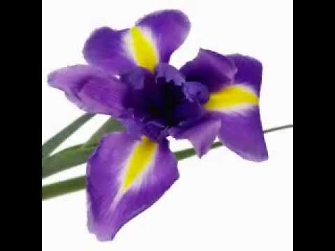 Iris for Mae.wmv