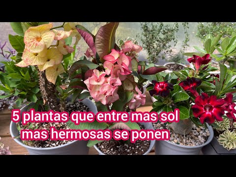, title : '5 Plantas que entre mas sol mas bonitas |Stapelia,Adenium obesum,Sedums'