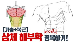 복근, 가슴 근육 잘 그리는 방법│갈비뼈와 상체 근육 해부학 드로잉