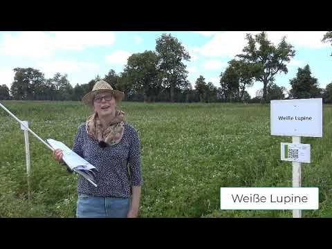 Feldtag Aktuell - Öko Feldtag 2020 - Lupine