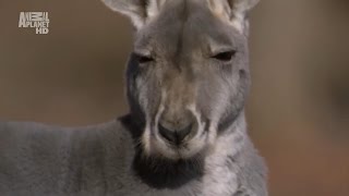 Melvins - Vile Vermillion Vacancy