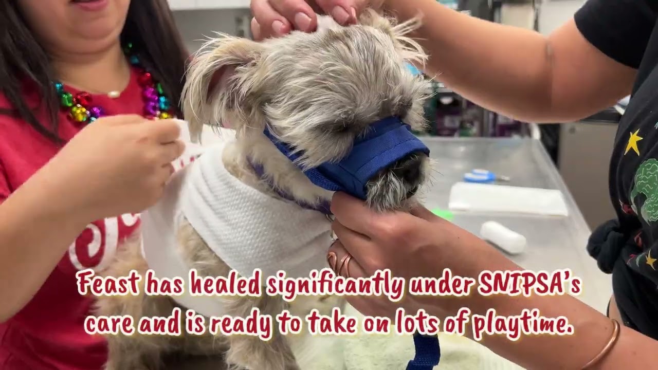 Feast, a Adoptable mixed breed in San Antonio, TX video 2/6