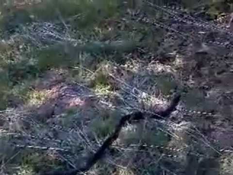 McVay's welcome Mr. black snake to homestead .mp4