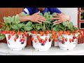 Growing Strawberries from seeds, tips for growing Strawberries on the balcony with many fruits