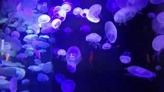 （ヒーリング的な？）モナコで遭遇したクラゲたち。Monaco Oceanographic Museum