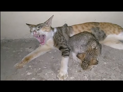 Mother Cat Hissing And Growling At Her Kittens Warning Them To Stay Away From Her
