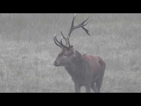 Rykowisko 18 ender Hirsch Hirschbrunft Brame du Cerf Red Deer Rut 2016 nr16