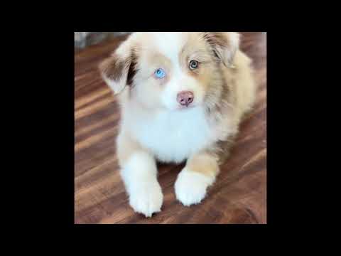 Allissia video preview