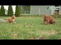 Standard Poodle dogs for sale: Max  - Video 1