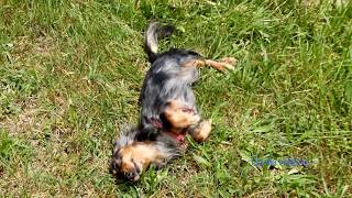 Mały Szlak Beskidzki