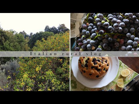 , title : 'First leaves turning yellow while harvesting grape |Italian rural vlog | Silent vlog | Slow living'