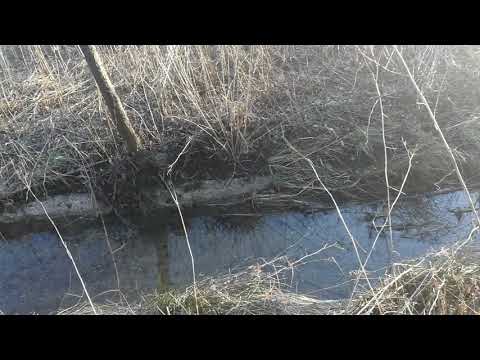 Notizie sulla situazione ecologica della polveriera di Racchiuso  - #1