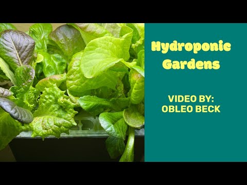 Hydroponic Gardens using AeroGarden and Mufga products. Growing lettuce tomatoes and herbs