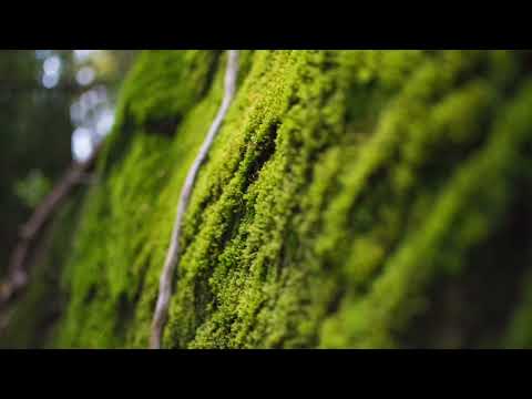 Ole Bull: Seterjentens søndag - Tor Jaran Apold | violin - Torgeir Kinne Solsvik | piano - Norway