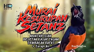 Download lagu KRETEKAN EMOSI MURAI BATU GACOR NEMBAK ISIAN KASAR TAJAM!! mp3