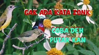 Download lagu suara pikat burung kolibri ninja dan pijantung ribut mp3