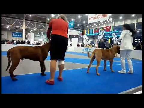 Киев , выставка собак .Ринг Тоса