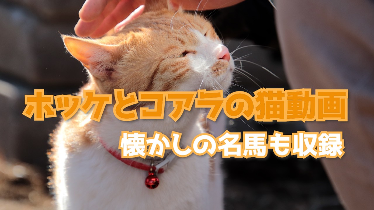 坂上どうぶつ王国で紹介！ホッケとコアラに会える牧場｜懐かしの名馬たちも登場