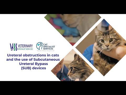 Ureteral obstructions in cats and the use of Subcutaneous Ureteral Bypass(SUB) devices