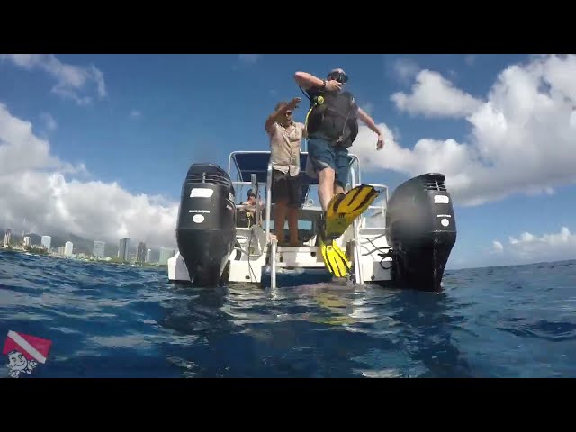 White-tip Reef Shark resting under coral at Horseshoe Reef off Honolulu