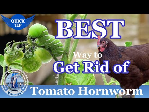 , title : 'Tomato Hornworms - BEST Way to Get Rid Of Tomato Hornworms'
