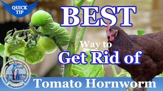 Tomato Hornworms - BEST Way to Get Rid Of Tomato Hornworms