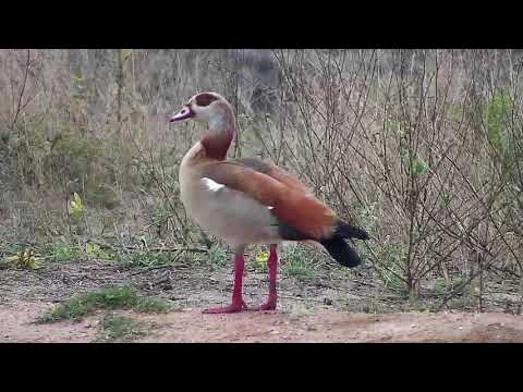 Djuma: Egyptian Goose - 07:20 - 09/17/20