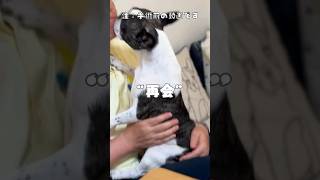 久しぶりの再会で顔をべろべろ舐めるフレブル