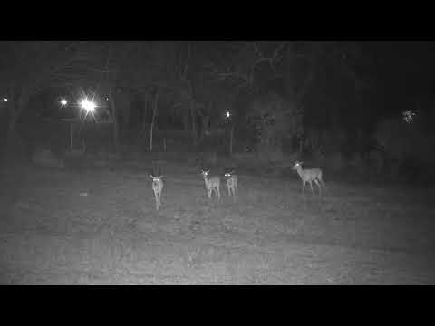 Djuma: Impalas - 18:45 - 10/08/21