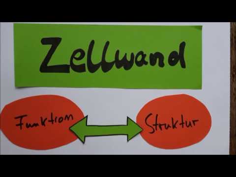 Zellwand