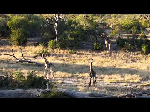 Djuma: Five Giraffes enjoying an afternoon browse around - 16:45 - 06/14/18