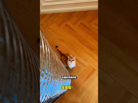 Кто спас котят из этой ловушки? 🥹🐱❤️