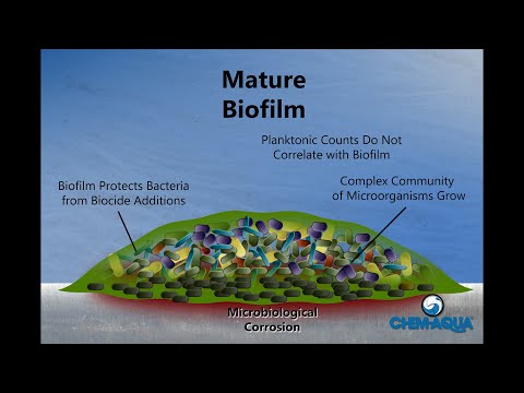 How Biofilms Form