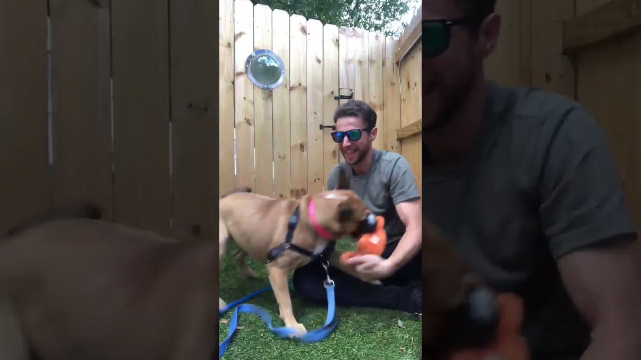 Enlarge Adina, a ADOPTABLE mixed breed in Kennesaw, GA video 6/6