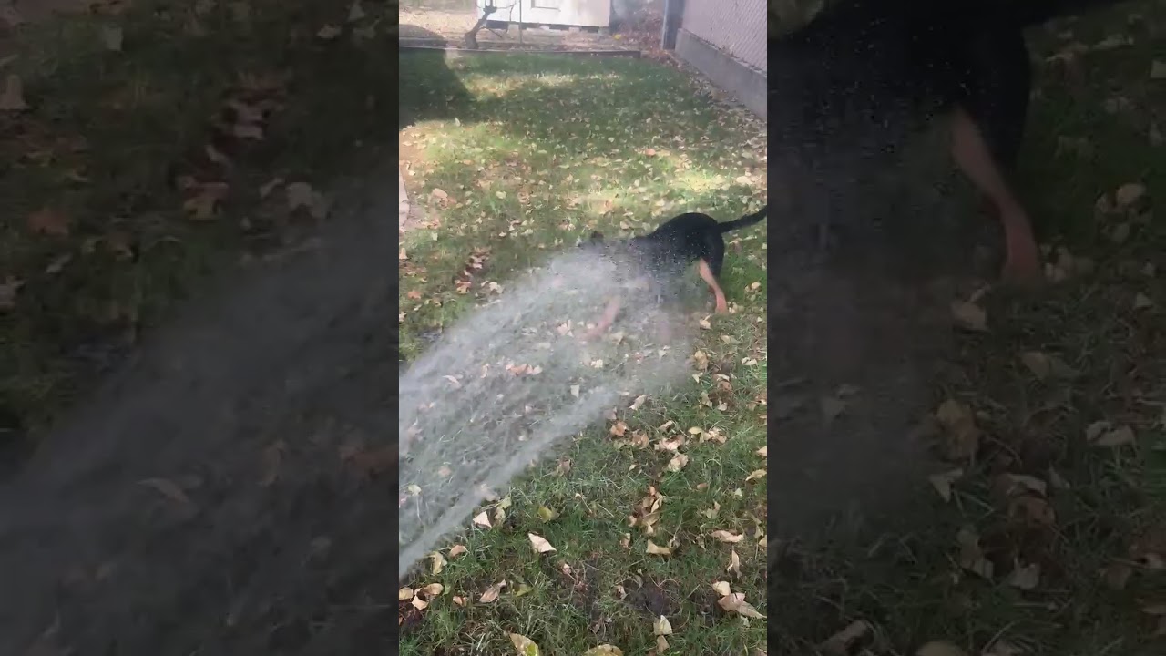 Enlarge Sasha, a ADOPTABLE mixed breed in Pleasanton, CA video 3/5