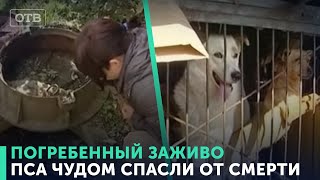 Дворовый пес оказалась заживо погребенным