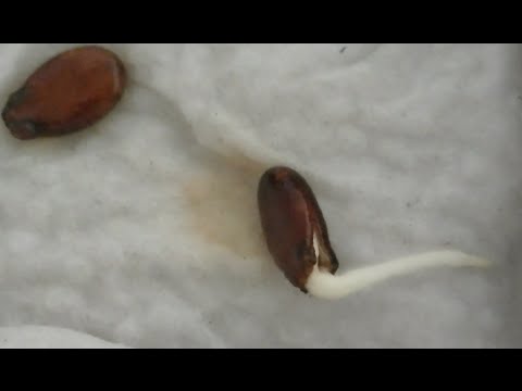 Come espellere vermi da un cucciolo Come imparare lesistenza di parassiti in un corpo umano